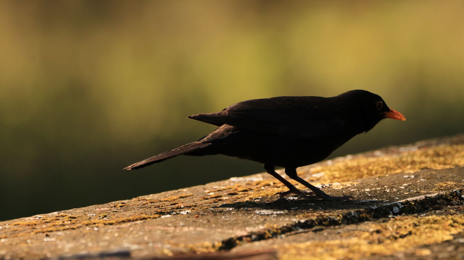 150-600mm F5-6.3 DG OS HSM | Contemporary 015 sample photo. Blackbird, evening, bird photography