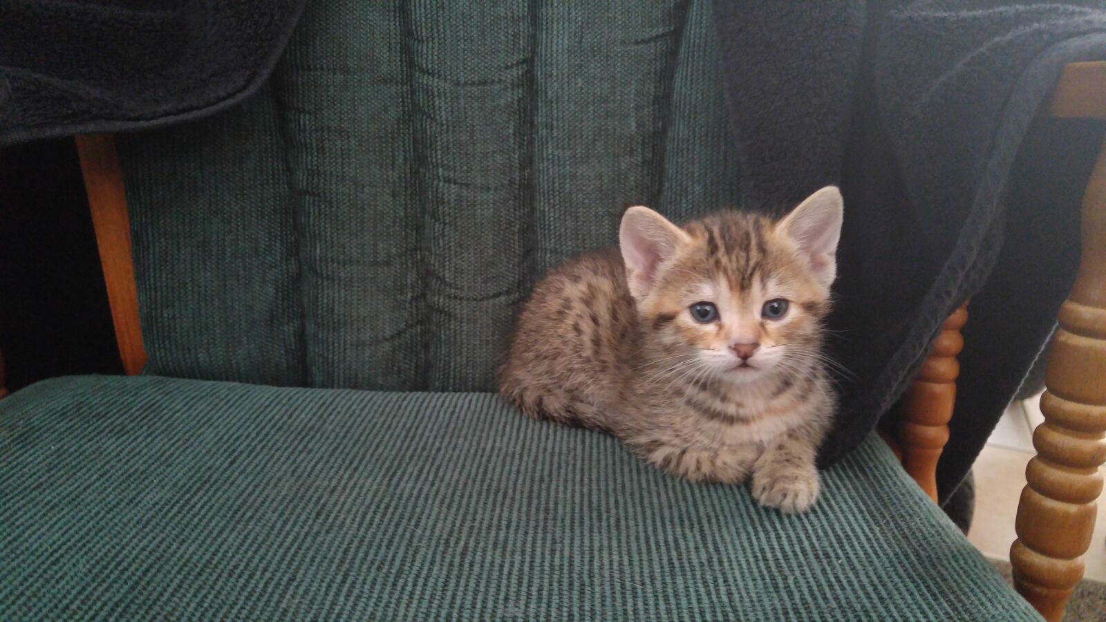 LG G4 sample photo. Kitten, cute, chair photography