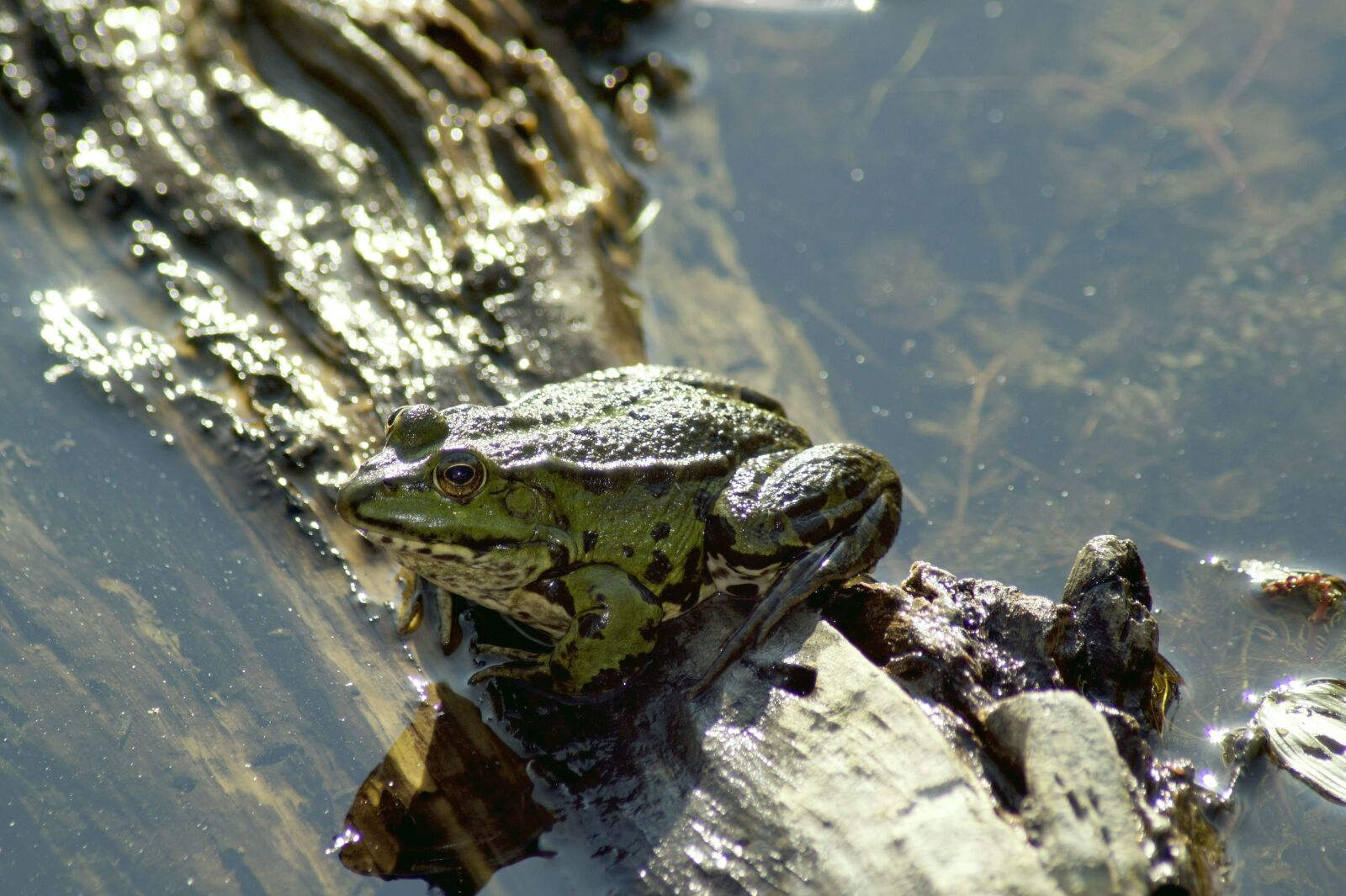 Sony SLT-A58 sample photo. Frog, animal, pond photography