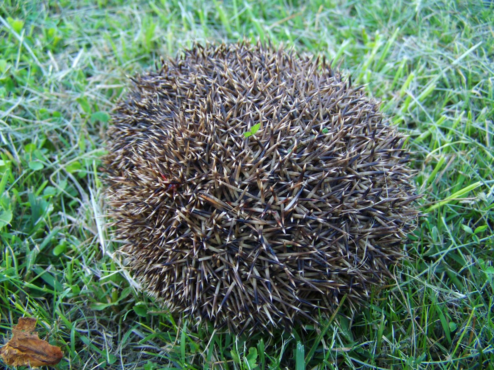 Kodak EASYSHARE ZD710 ZOOM DIGITAL CAMERA sample photo. Third showing a hedgehog photography