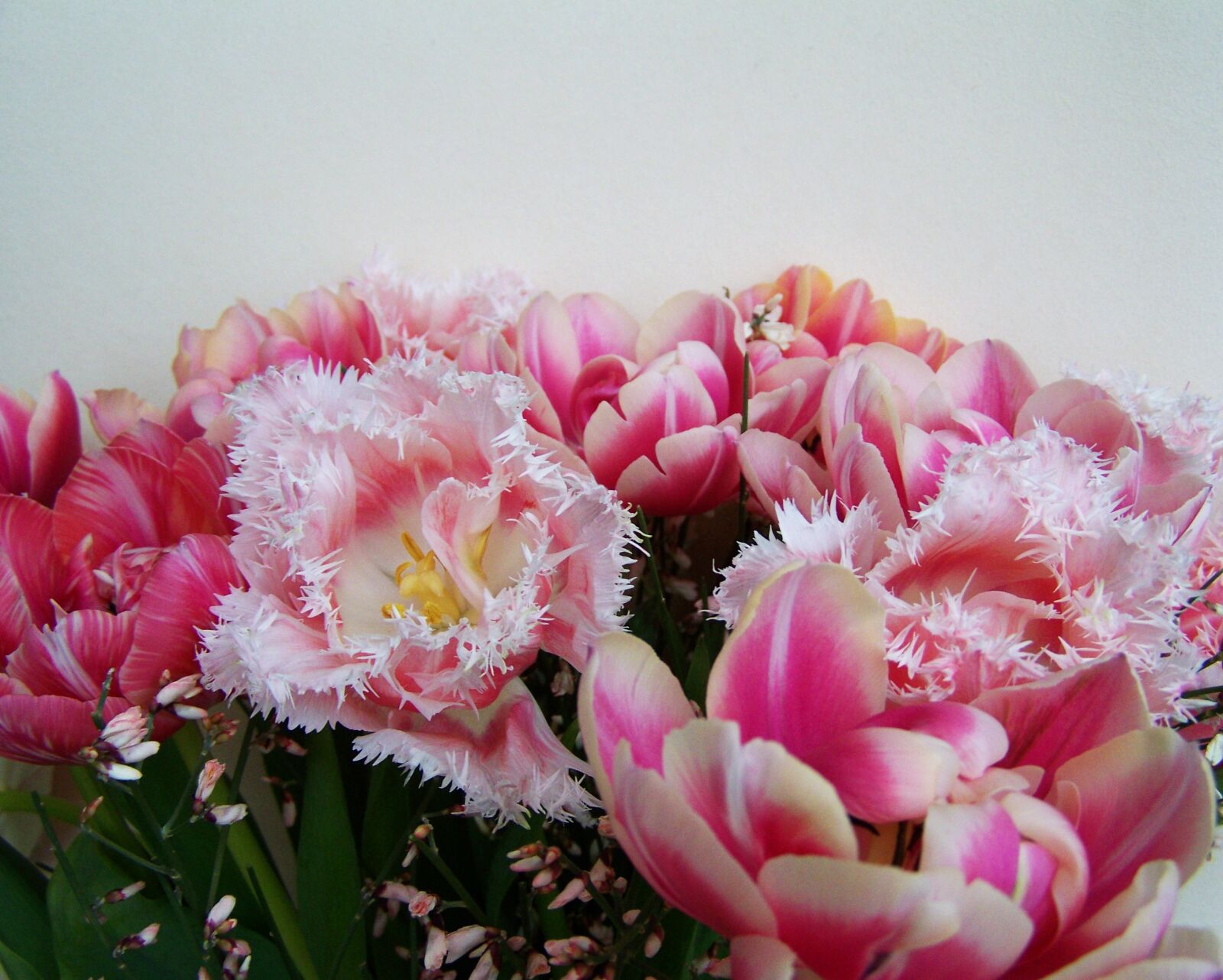 Kodak EASYSHARE ZD710 ZOOM DIGITAL CAMERA sample photo. Tulip bouquet, pink and photography