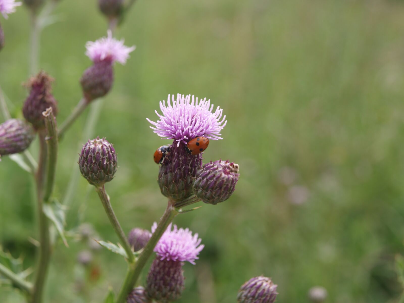 Olympus E-400 (EVOLT E-400) sample photo. Ladybird, plant, nature photography