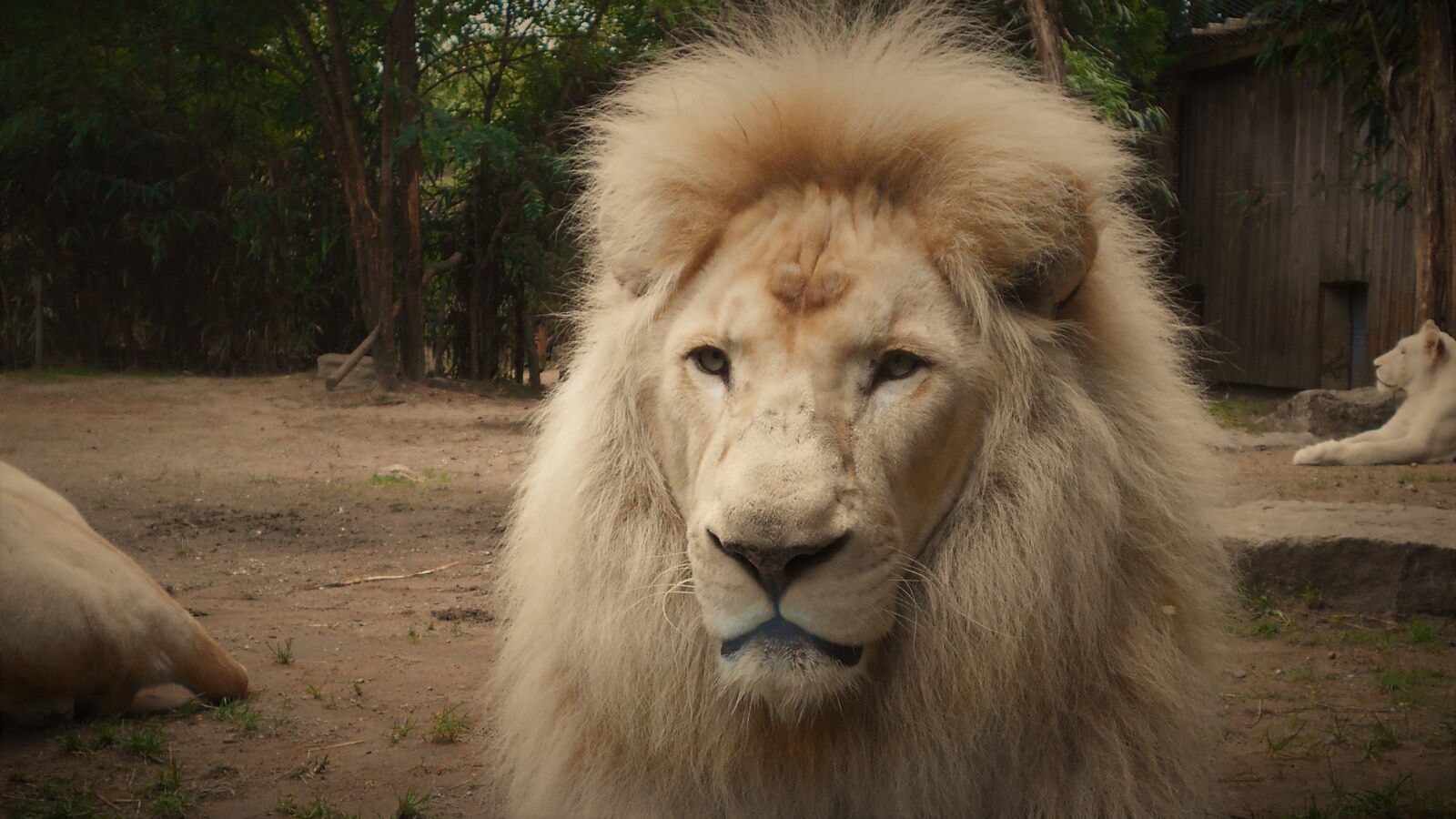 Nikon Coolpix S2900 sample photo. Lion, white lion, mane photography