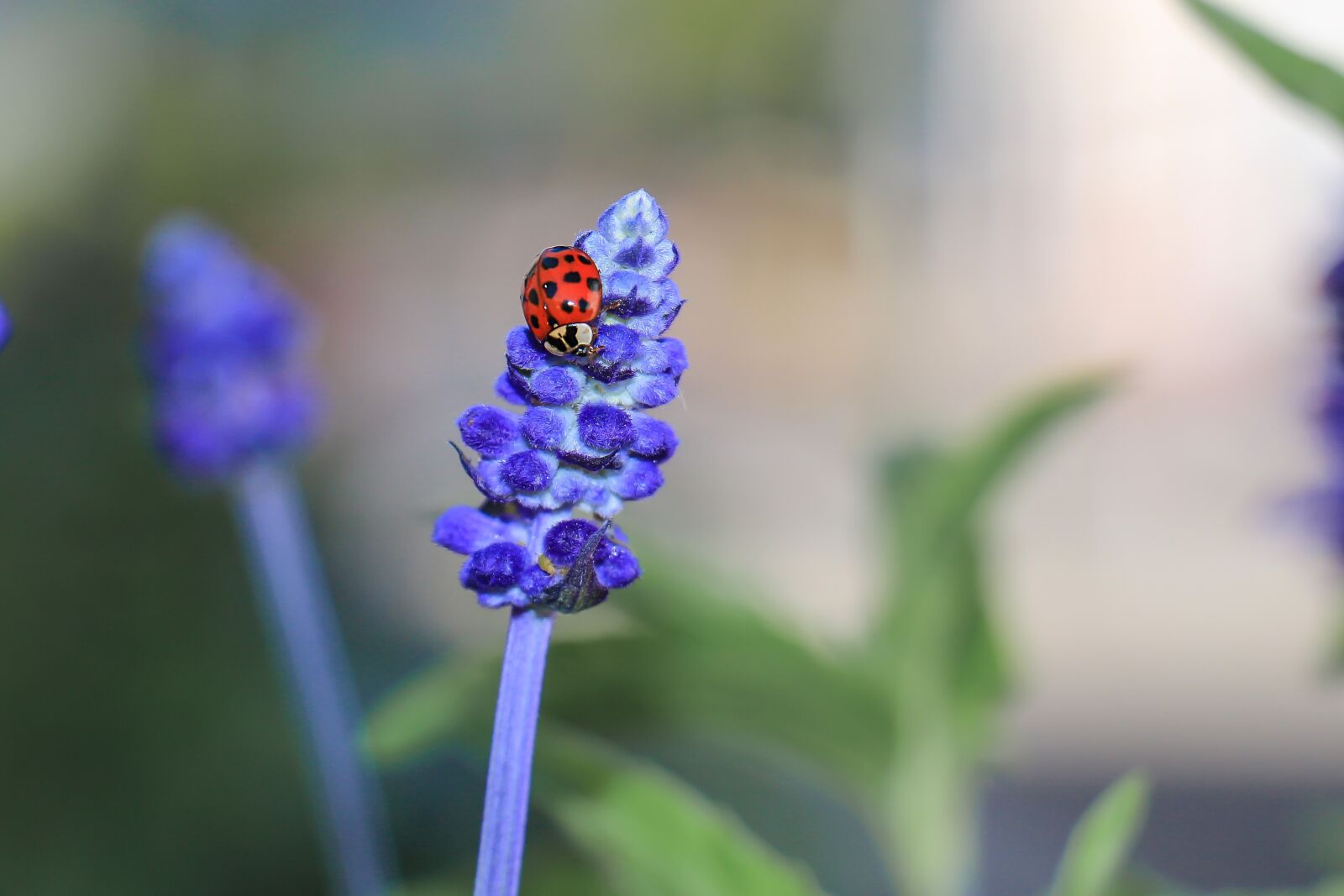 Canon EOS 700D (EOS Rebel T5i / EOS Kiss X7i) sample photo. Nature, ladybug, beetle photography