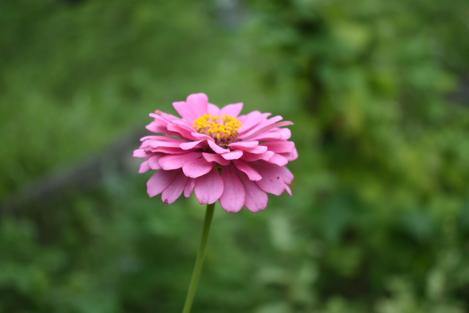 Nikon D3400 sample photo. Flower, pink flowers, nature photography