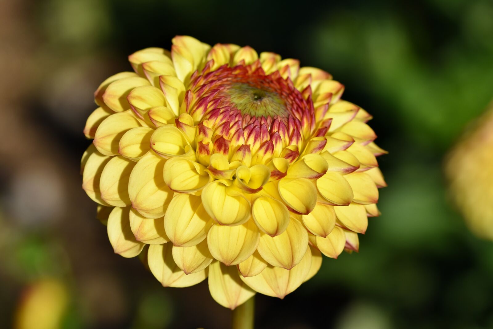 Nikon D7200 sample photo. Dahlia, flower, yellow flower photography