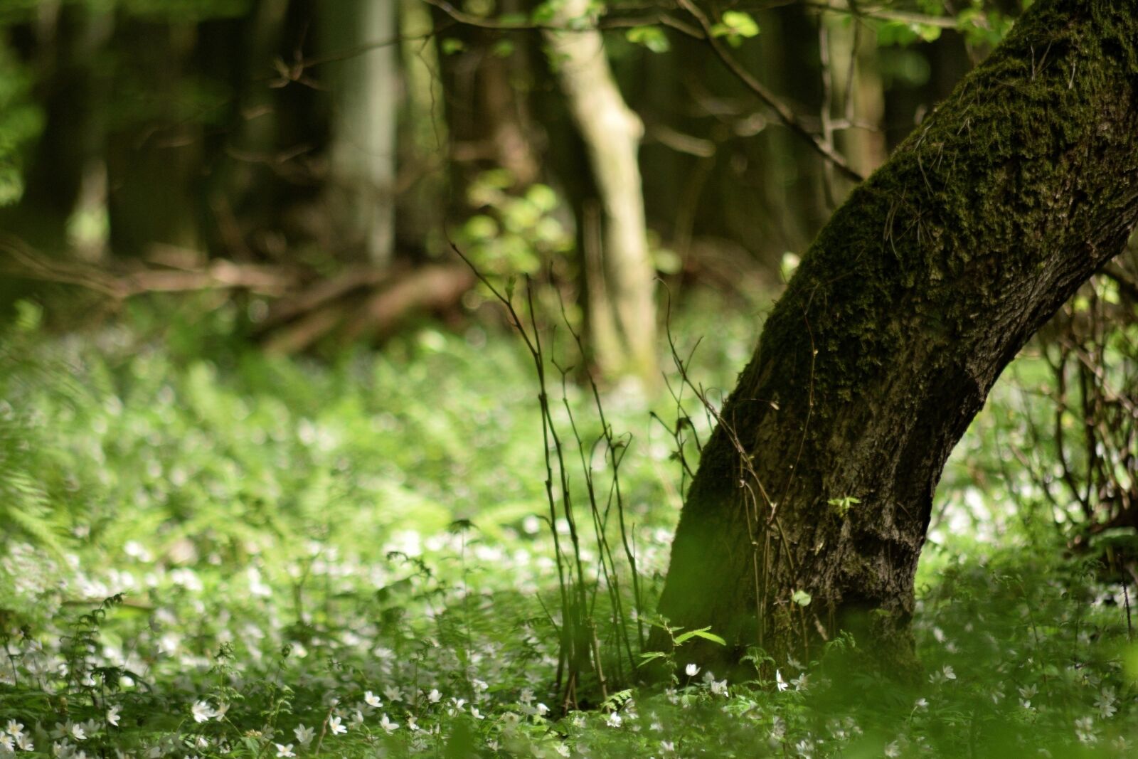 Nikon D3300 sample photo. Forest, spring, flowers photography