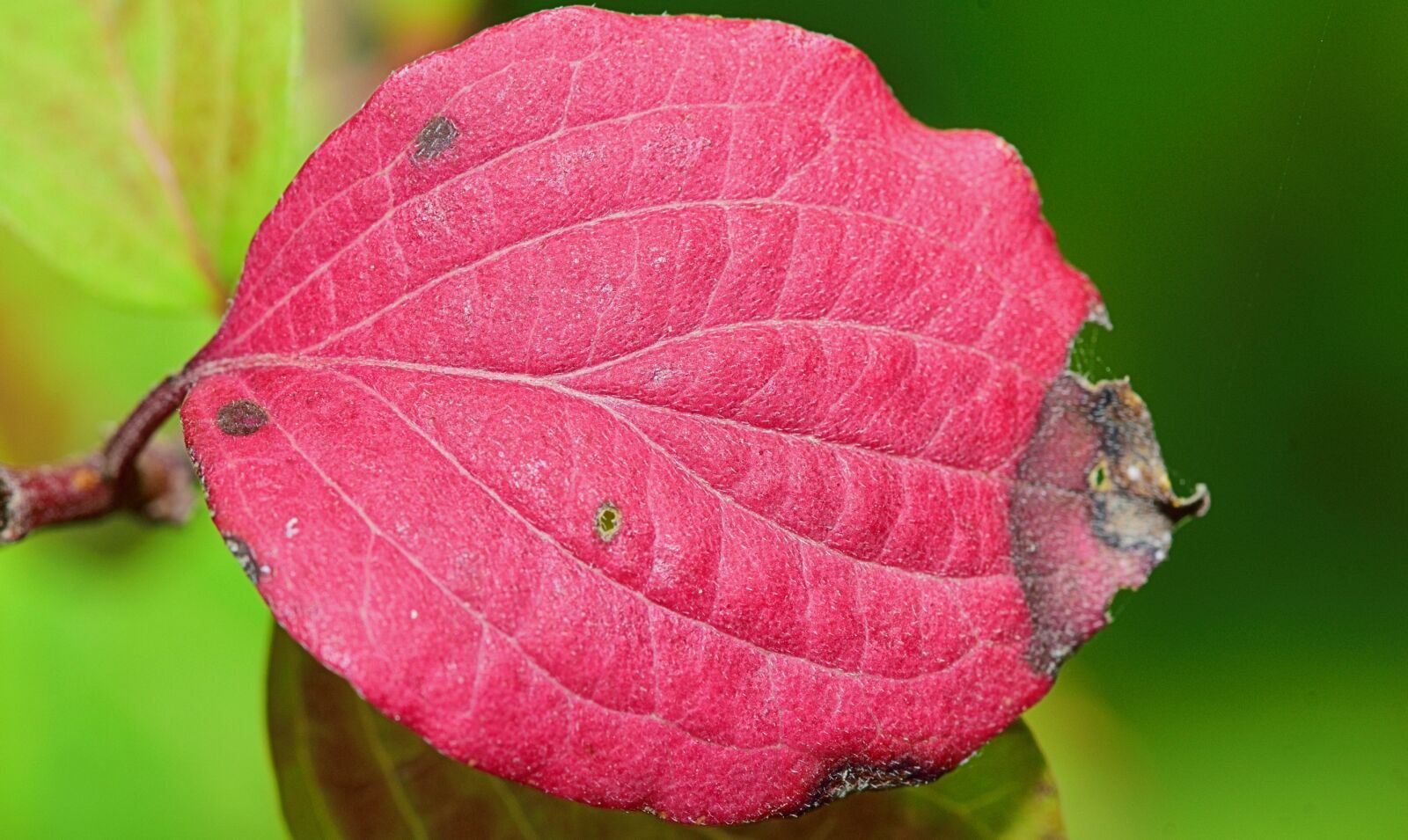 Nikon D5300 sample photo. Leaf, red leaves, autumn photography