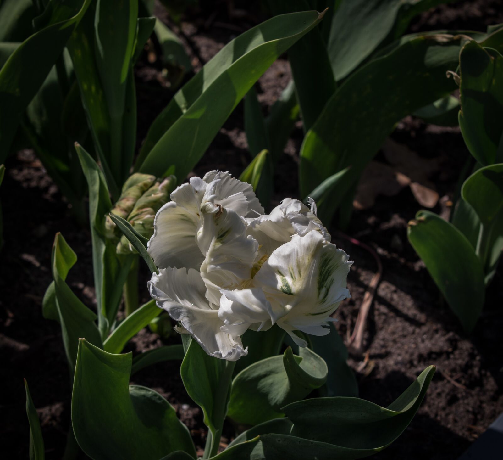 Pentax K-3 + Tamron SP AF 70-200mm F2.8 Di LD (IF) MACRO sample photo. Tulip, flower, spring photography
