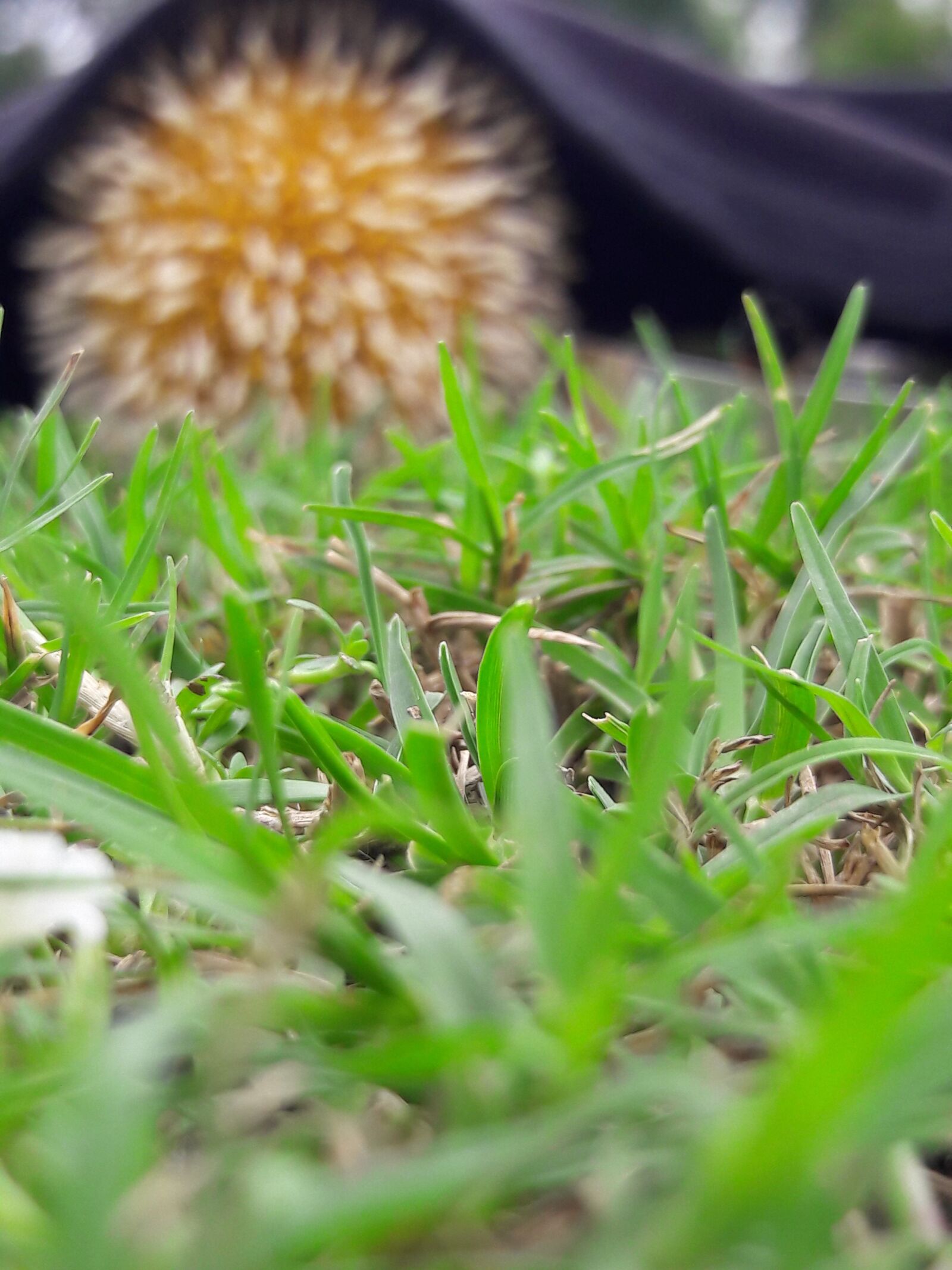 Samsung Galaxy J7 sample photo. Grass, beauty, flowers photography