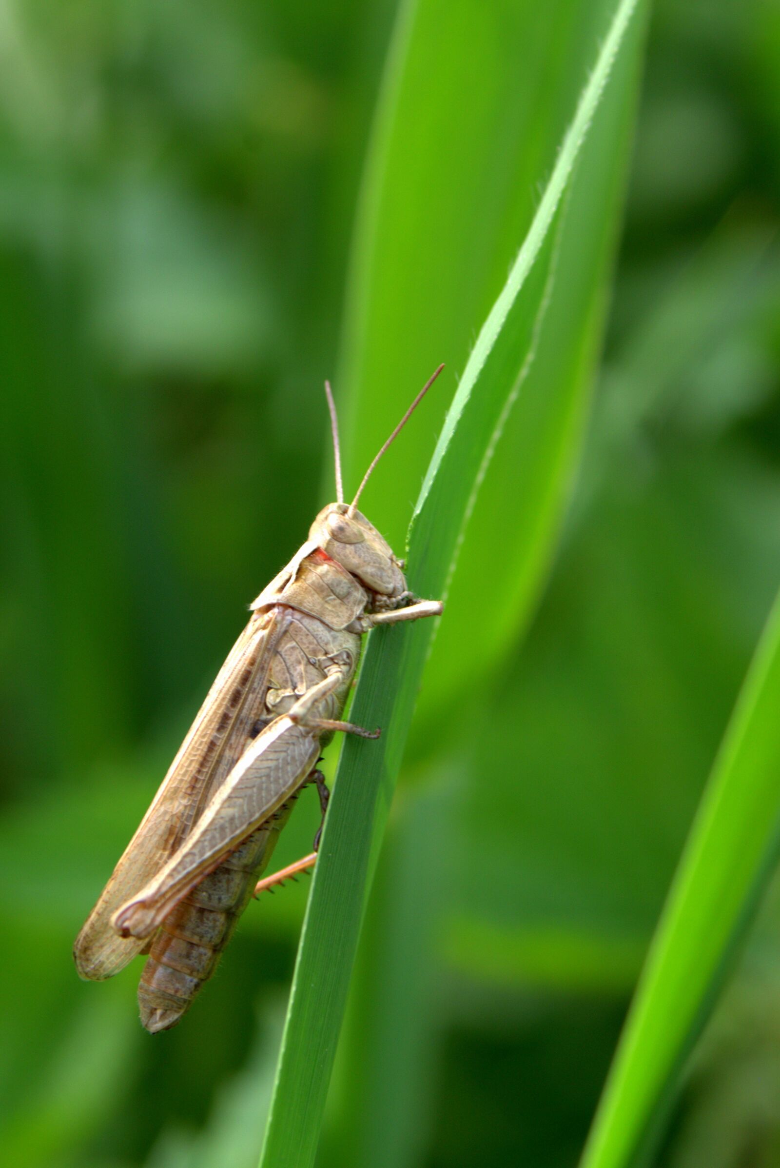 Pentax K-S2 sample photo. Grasshopper, tettigonia viridissima, cricket photography