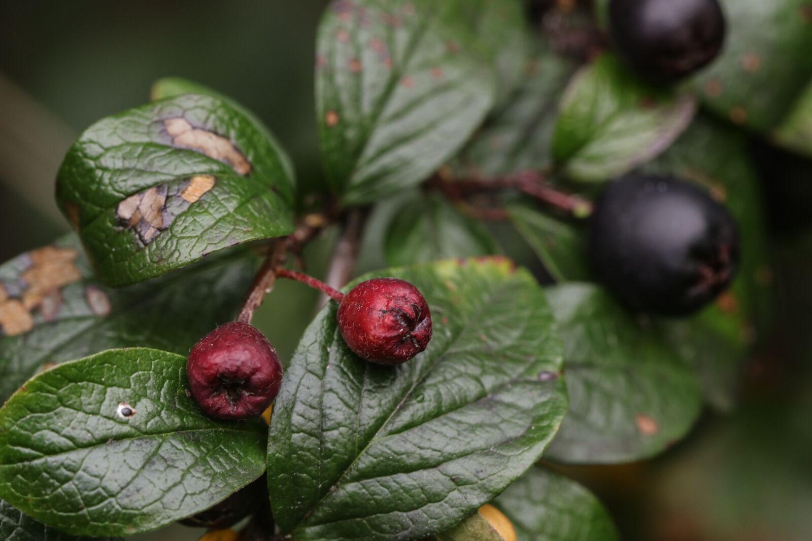 Canon EOS 7D Mark II sample photo. Berry, autumn, fall photography