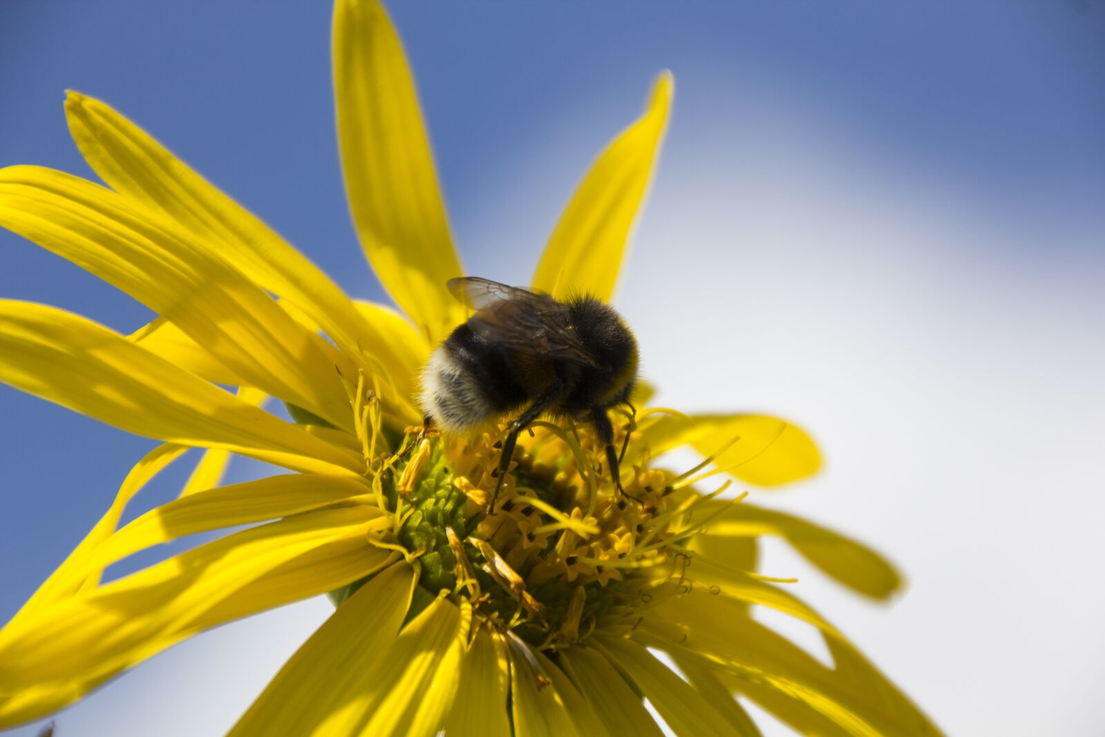 Canon EOS 60D sample photo. Hummel, flower, insect photography