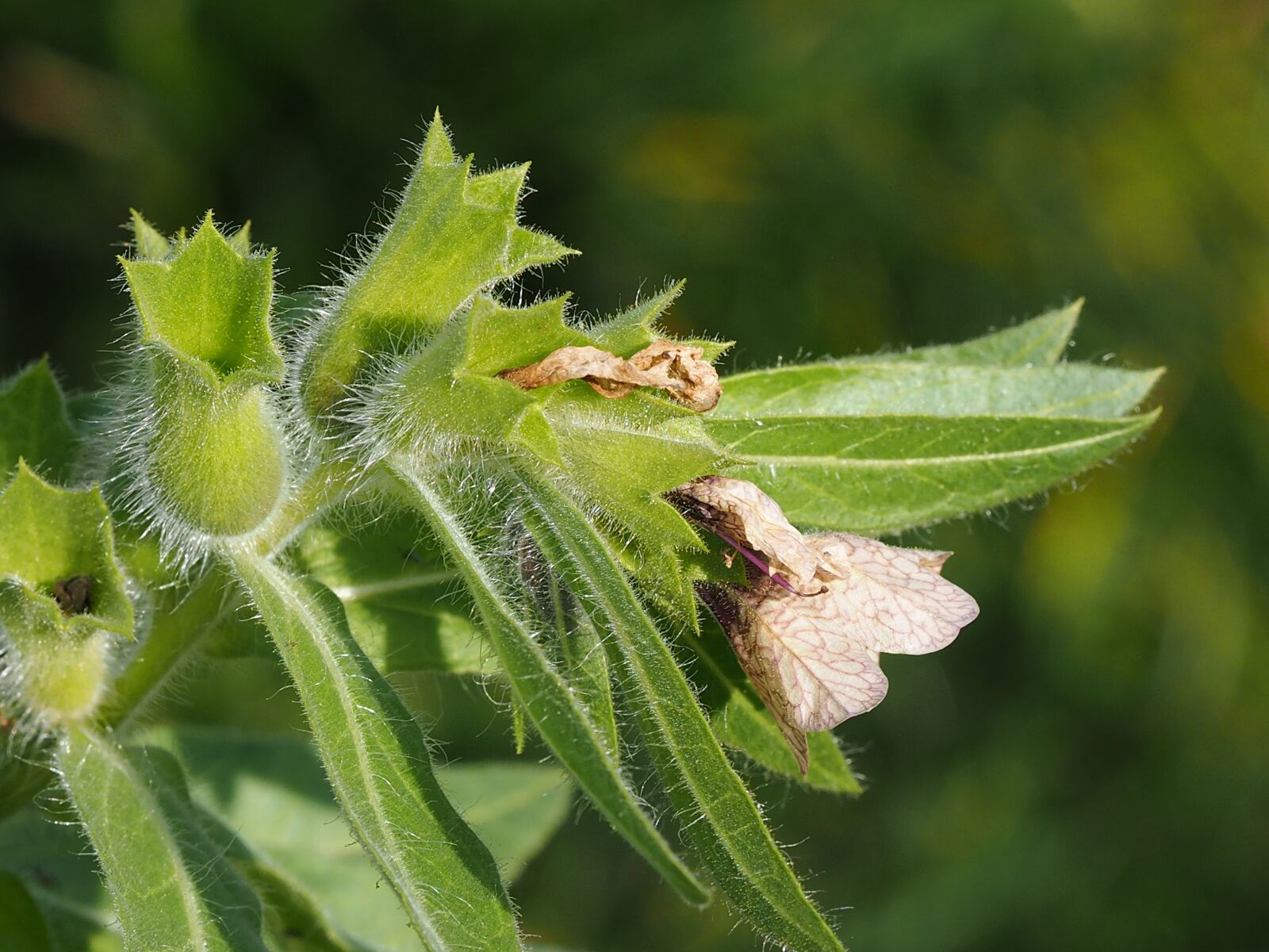 Olympus M.Zuiko Digital ED 60mm F2.8 Macro sample photo. Plant, henbane, green photography
