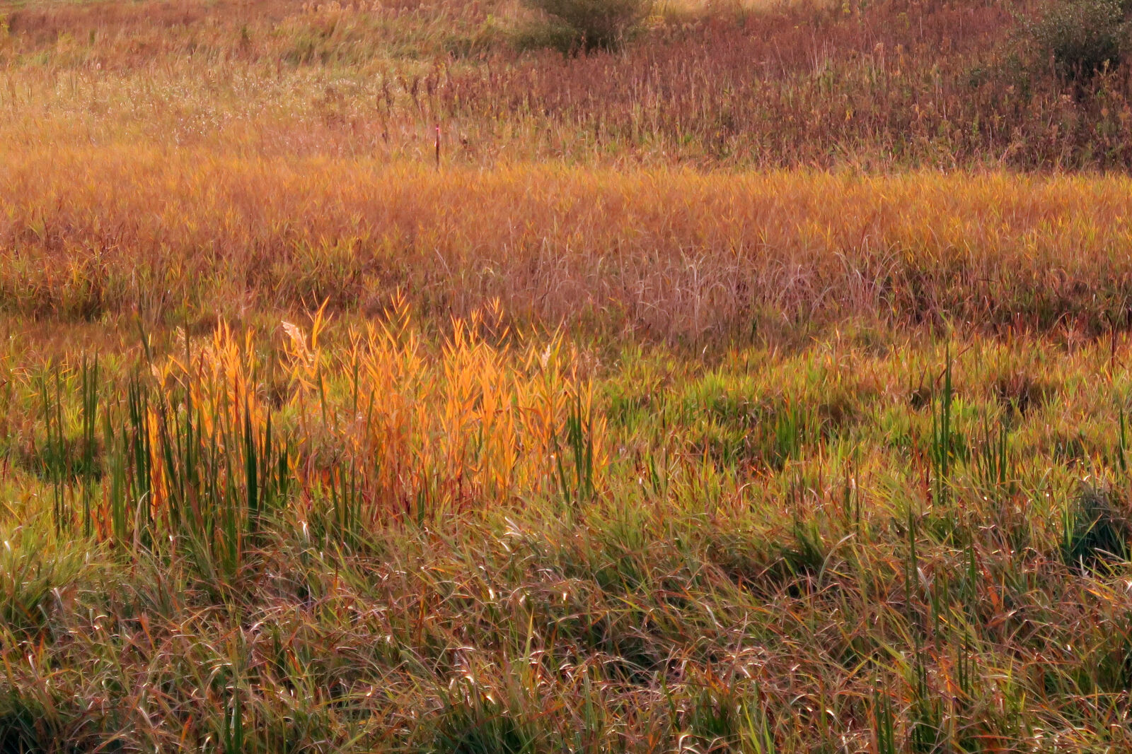Canon PowerShot G7 X sample photo. Autumn, colours, grasses photography