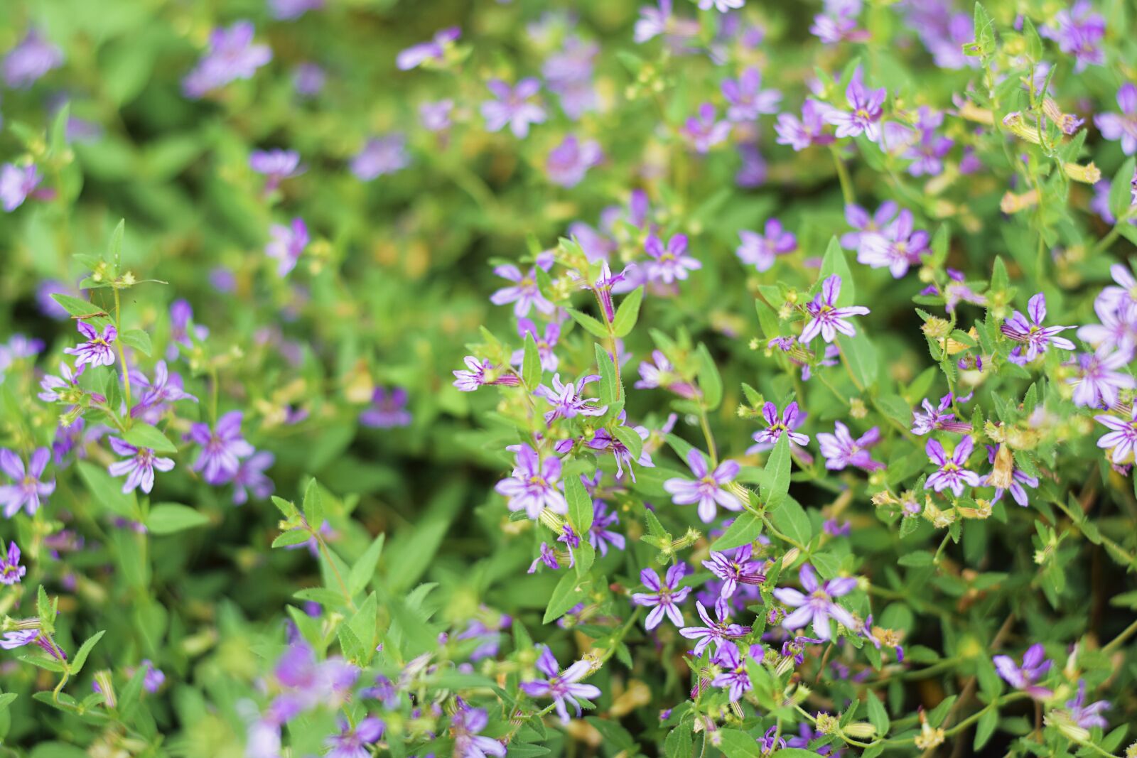 Nikon D5300 sample photo. Flower, purple, leaf photography
