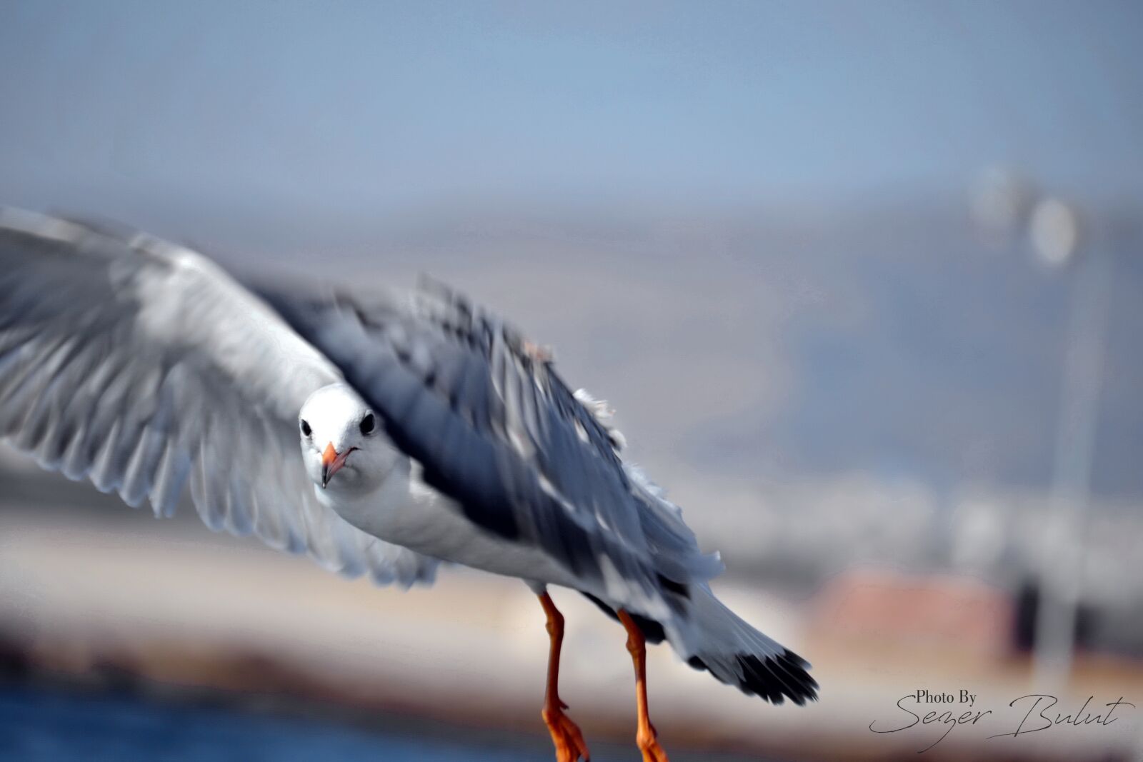 Nikon D3100 sample photo. Bird, nature, animal photography