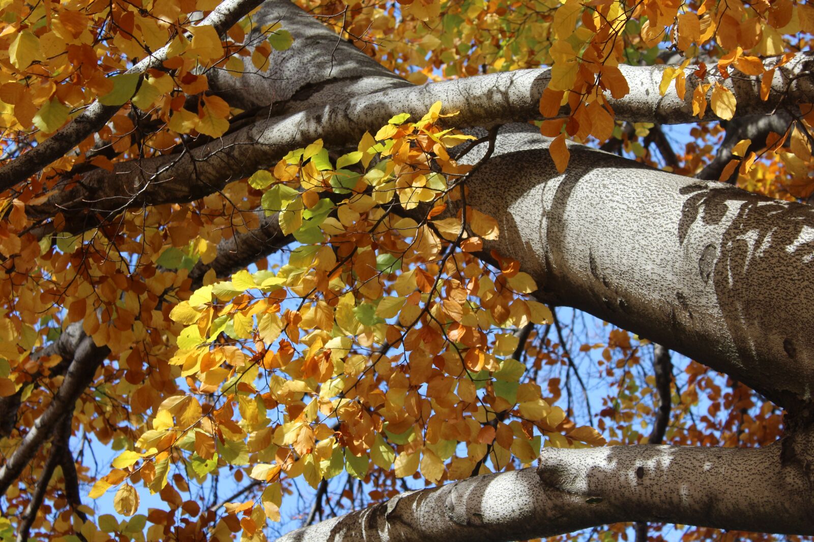 Canon EOS 1200D (EOS Rebel T5 / EOS Kiss X70 / EOS Hi) sample photo. Tree, autumn leaves, yellow photography