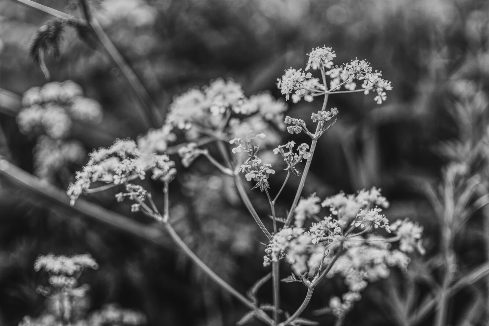 Sony a6300 + Sigma 30mm F2.8 EX DN sample photo. Aegopodium podagraria, black white photography