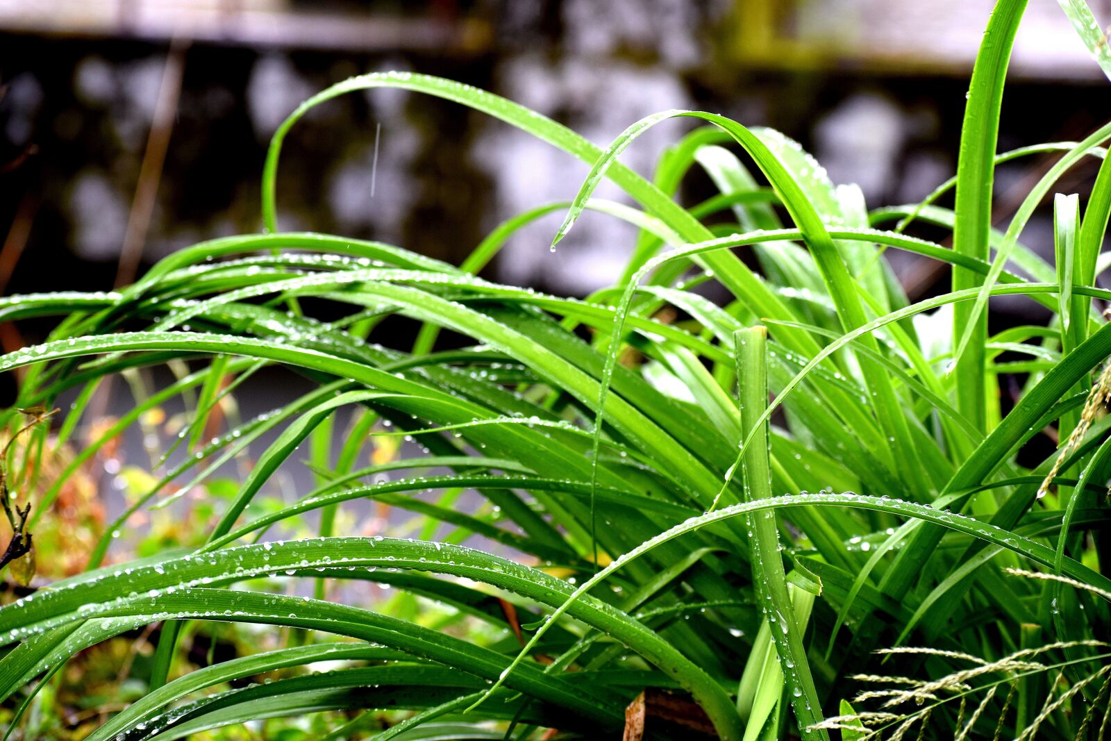 Nikon D3300 sample photo. Green, grass, nature photography