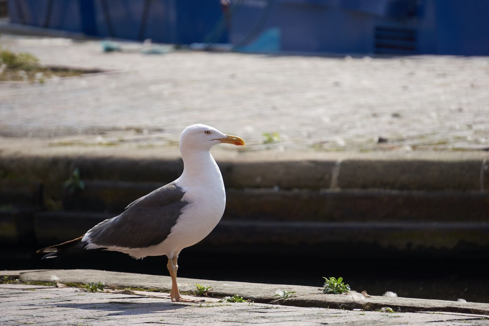 Sony a6000 sample photo. Lesser, black-backed, gull photography