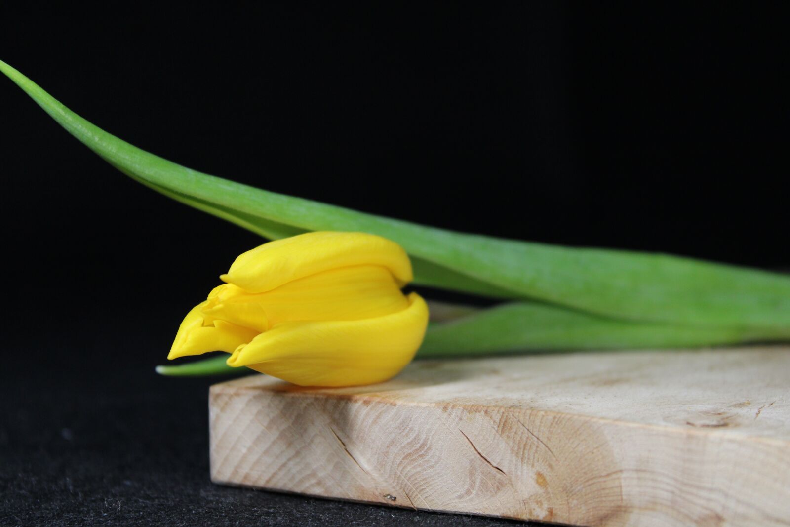 Canon EOS 2000D (EOS Rebel T7 / EOS Kiss X90 / EOS 1500D) sample photo. Tulip, spring, easter photography