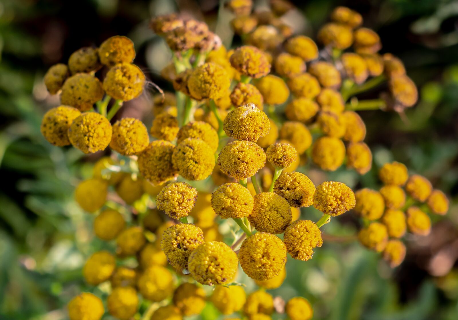 Nikon D7100 sample photo. Plants, flora, flower photography