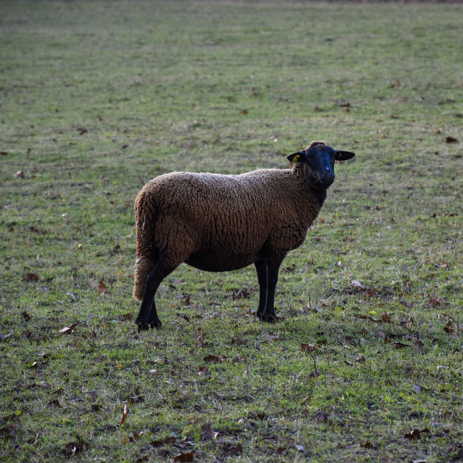 Nikon D5600 sample photo. Sheep, black, mutton photography