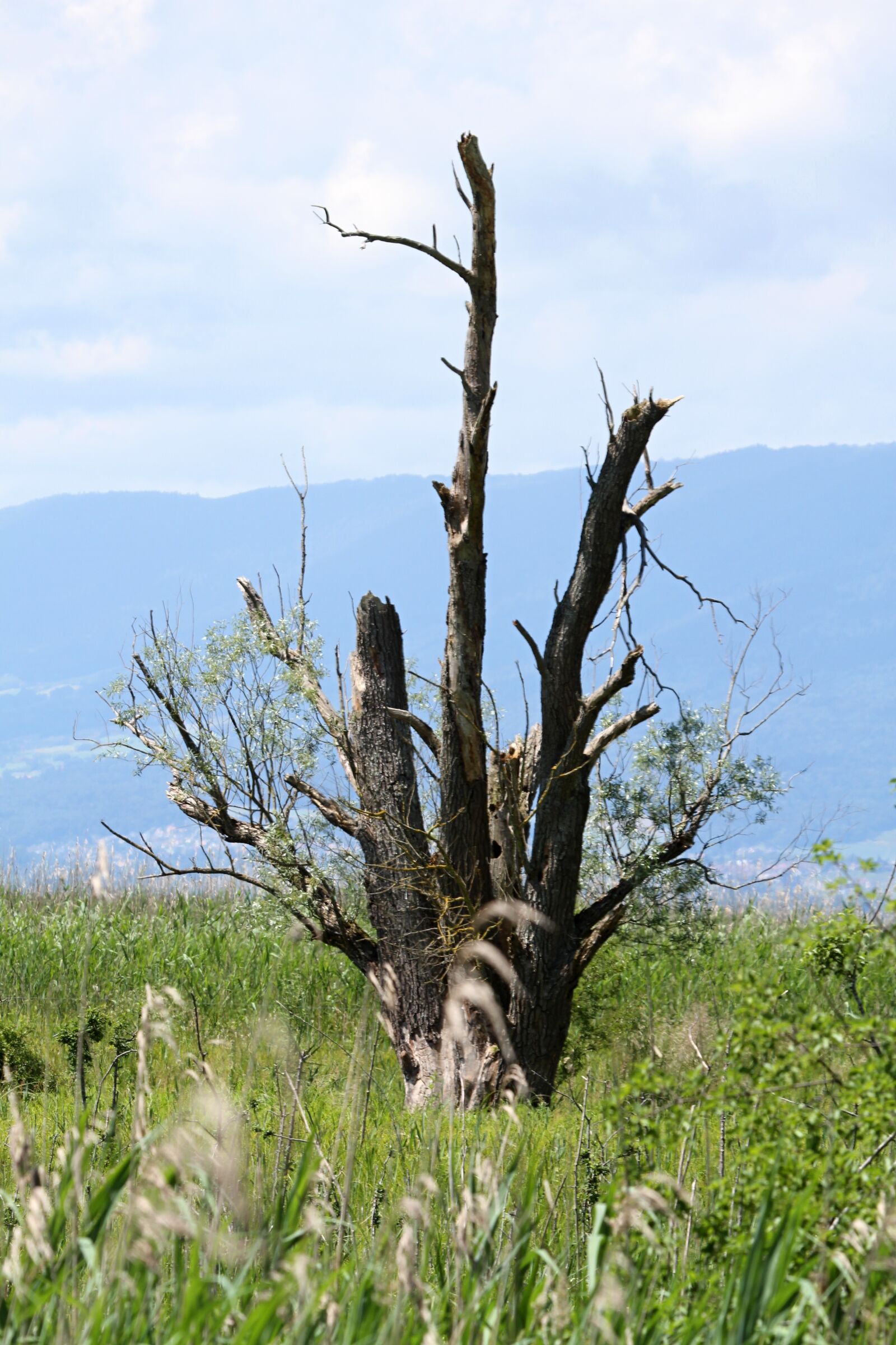 Canon EOS 7D sample photo. Tree, nature, scrawny tree photography