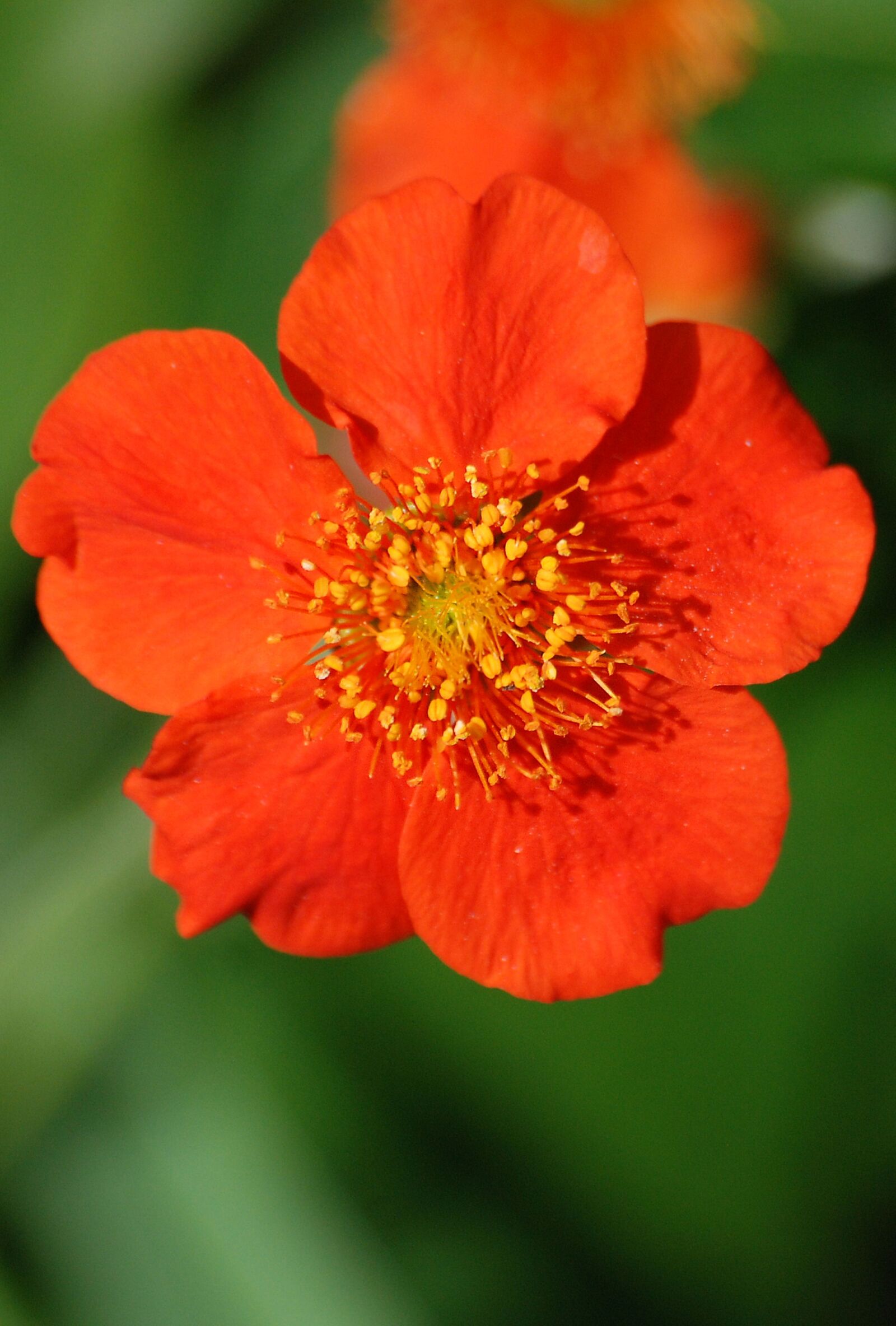 Nikon D80 sample photo. Japonica, red, flower photography