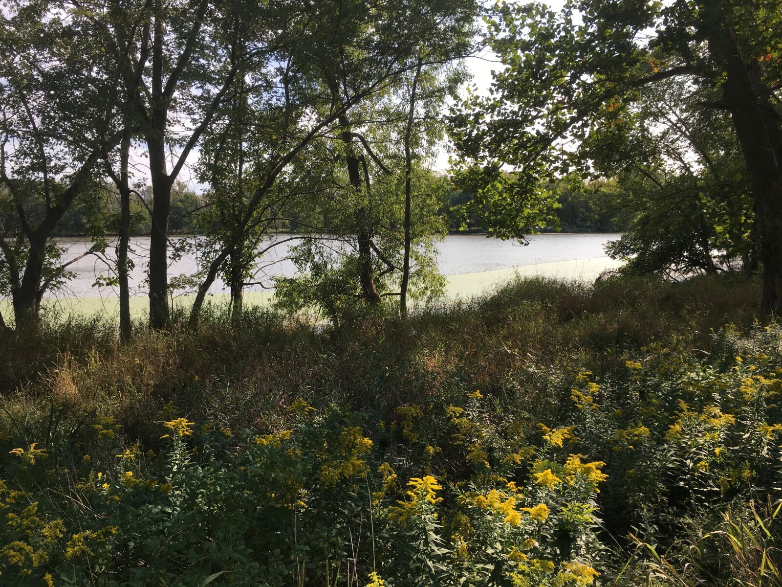 iPhone 6s back camera 4.15mm f/2.2 sample photo. Tree, water, nature photography