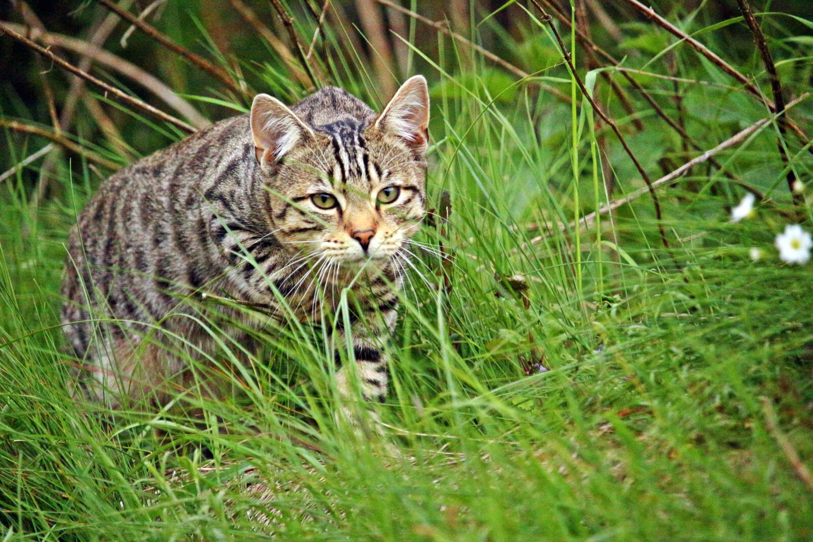 Canon EOS 100D (EOS Rebel SL1 / EOS Kiss X7) sample photo. Cat, tiger, tiger cat photography