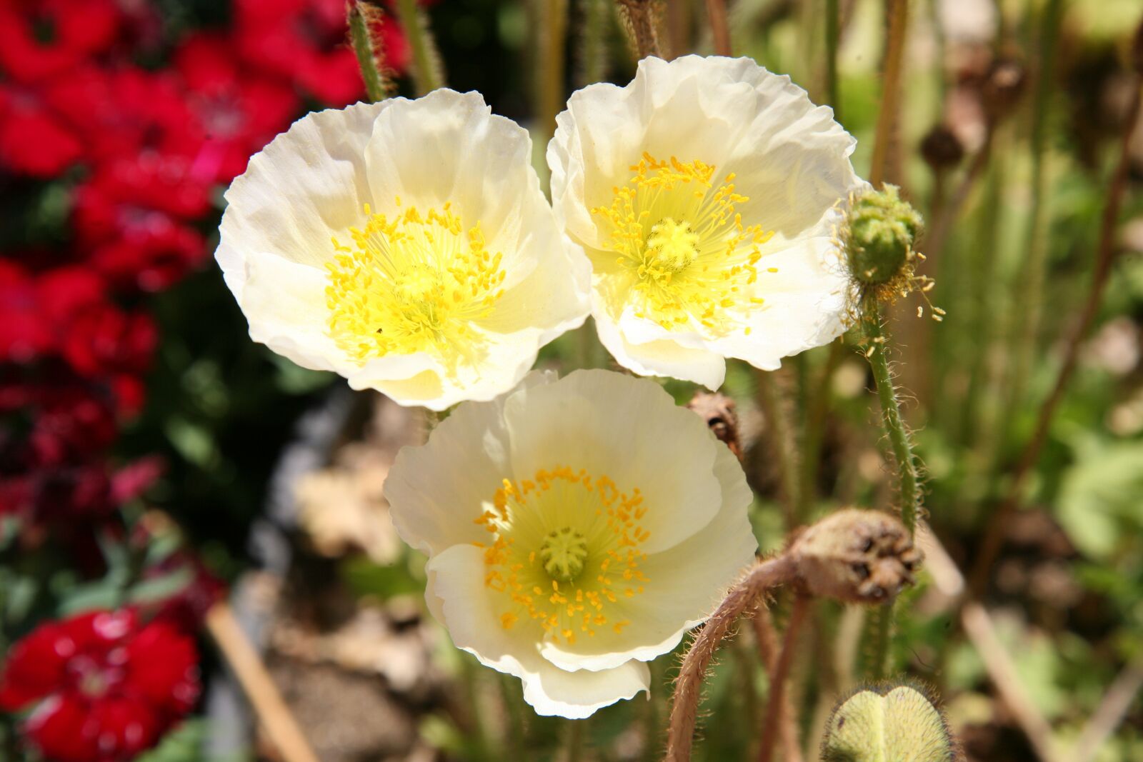 Canon EOS 5D sample photo. Poppy, flowers, spring photography