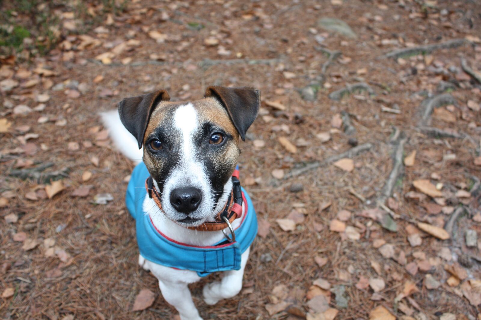 Canon EOS 450D (EOS Rebel XSi / EOS Kiss X2) sample photo. Dog, outfit, dog collar photography