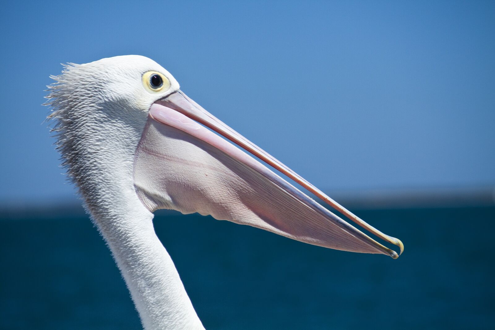 Canon EOS 50D sample photo. Pelican, seabird, coastal birds photography