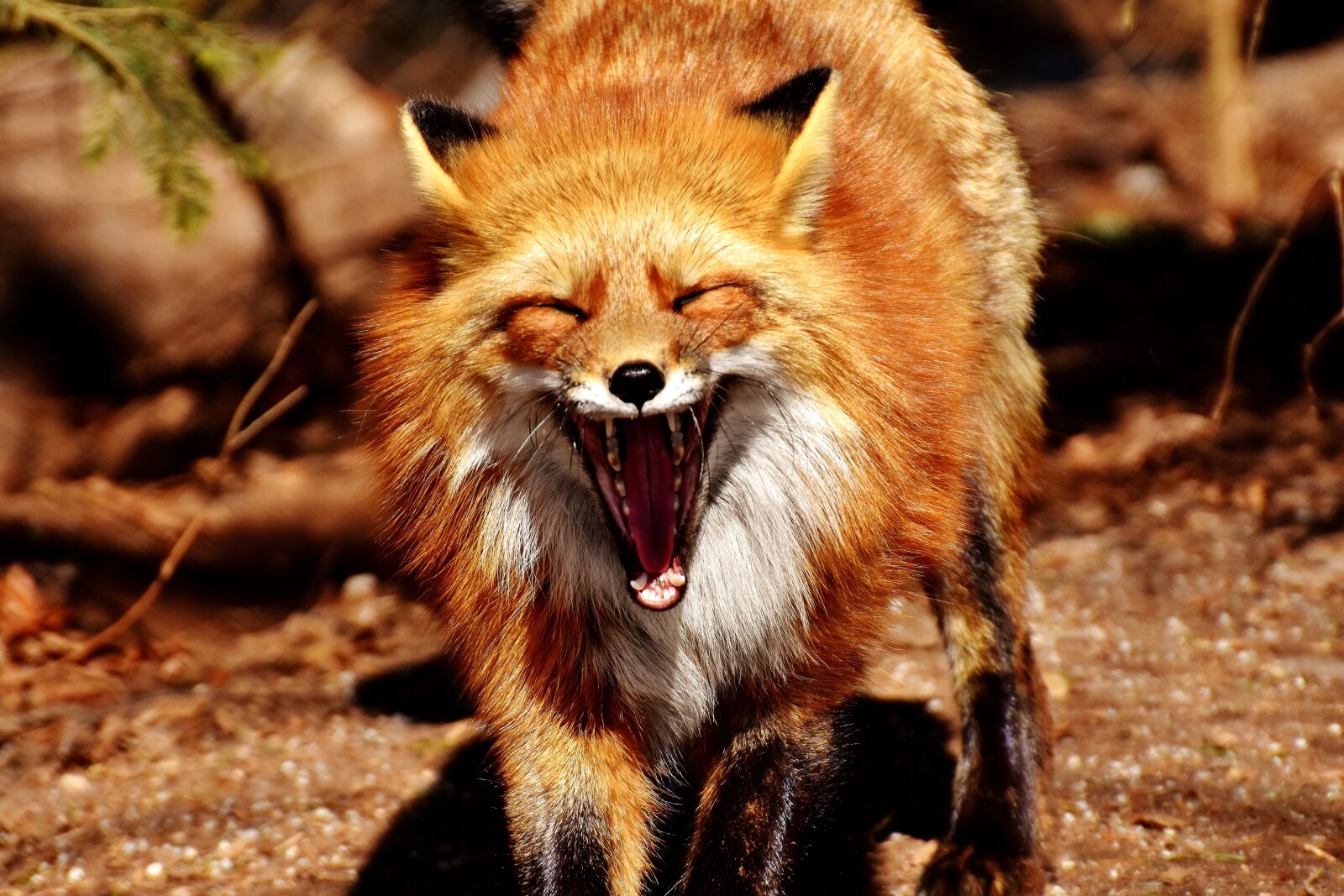 Nikon D7200 sample photo. Fuchs, yawn, funny photography