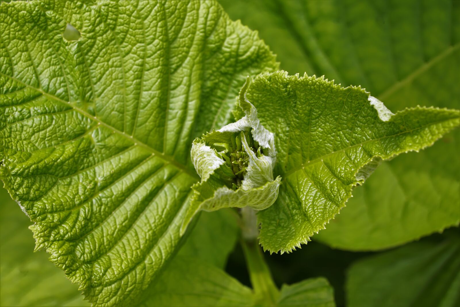 Sony ILCA-77M2 + Sony DT 16-50mm F2.8 SSM sample photo. Plant, green, nature photography