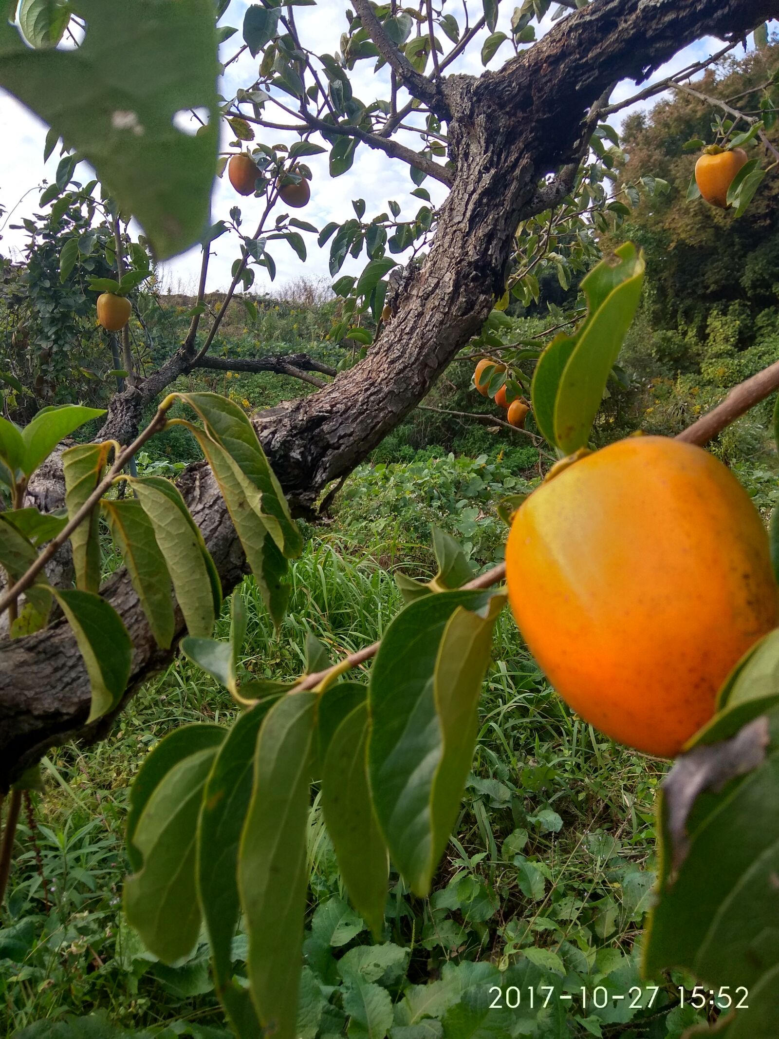Xiaomi Redmi Note 4 sample photo
