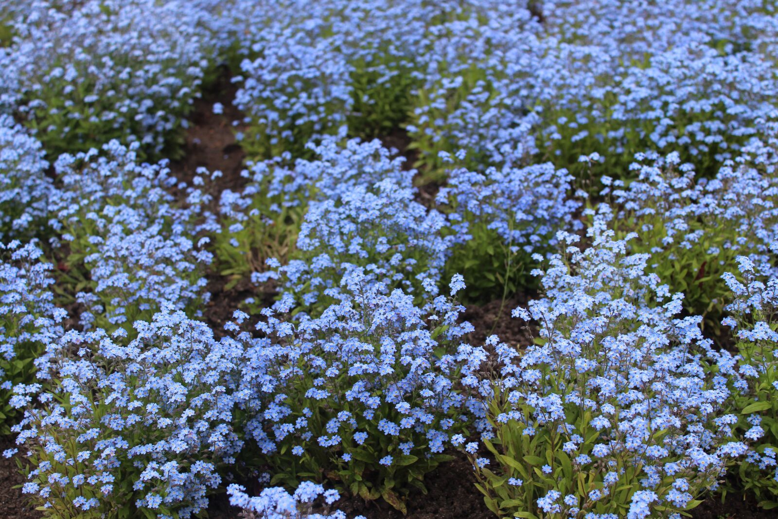 Canon EOS 1300D (EOS Rebel T6 / EOS Kiss X80) sample photo. Flower bed, forget me photography