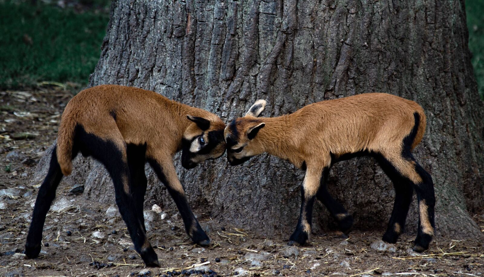Nikon D3100 sample photo. Goat, little goat, nature photography