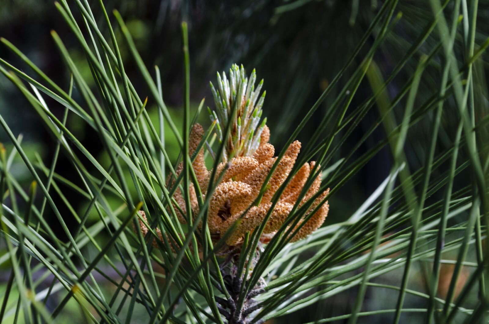 Nikon D5100 sample photo. Pine cone, flowers, nature photography