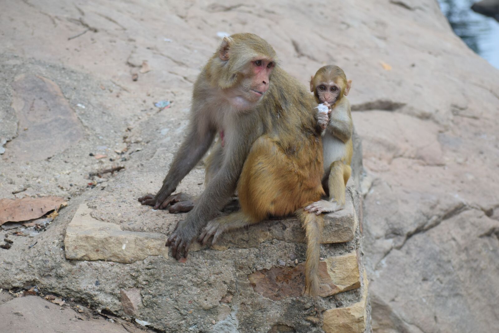 Nikon D3300 sample photo. Monkey, mother, baby photography