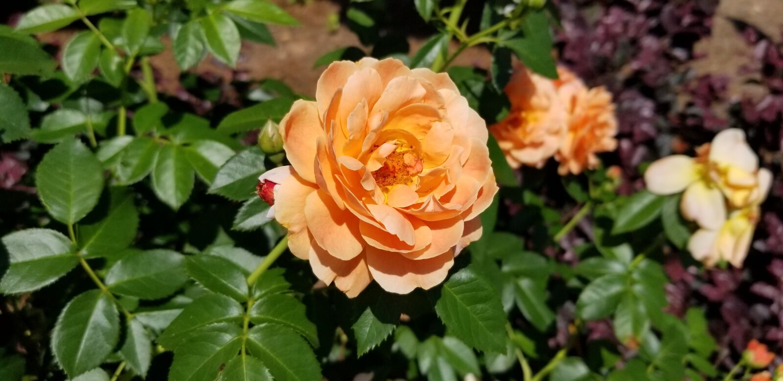 Samsung Galaxy S8 sample photo. Rose, plant, flower photography
