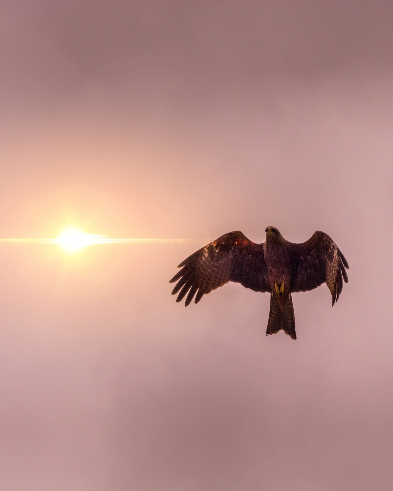 Nikon D5200 sample photo. Hawk, sun, flare photography