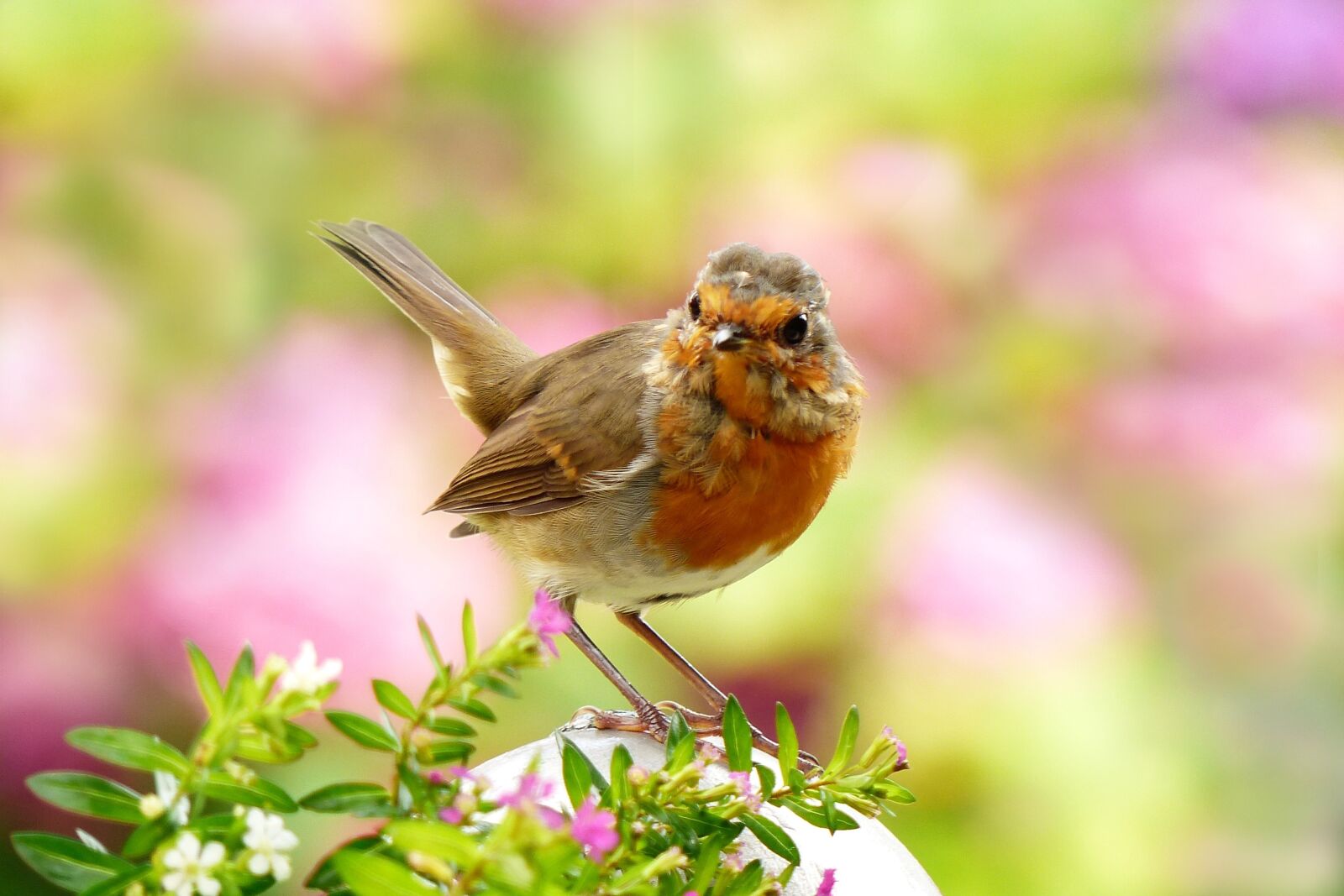 Panasonic Lumix DMC-FZ200 sample photo. Animal, bird, robin photography