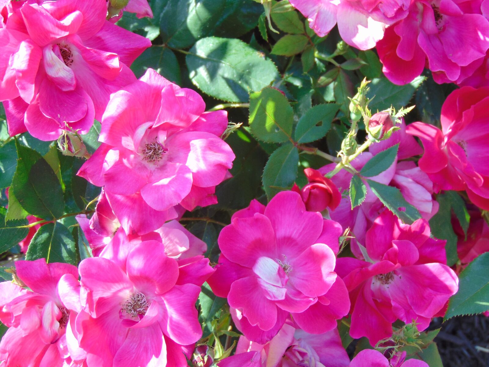 Sony Cyber-shot DSC-H300 sample photo. Flowers, floral, pink photography