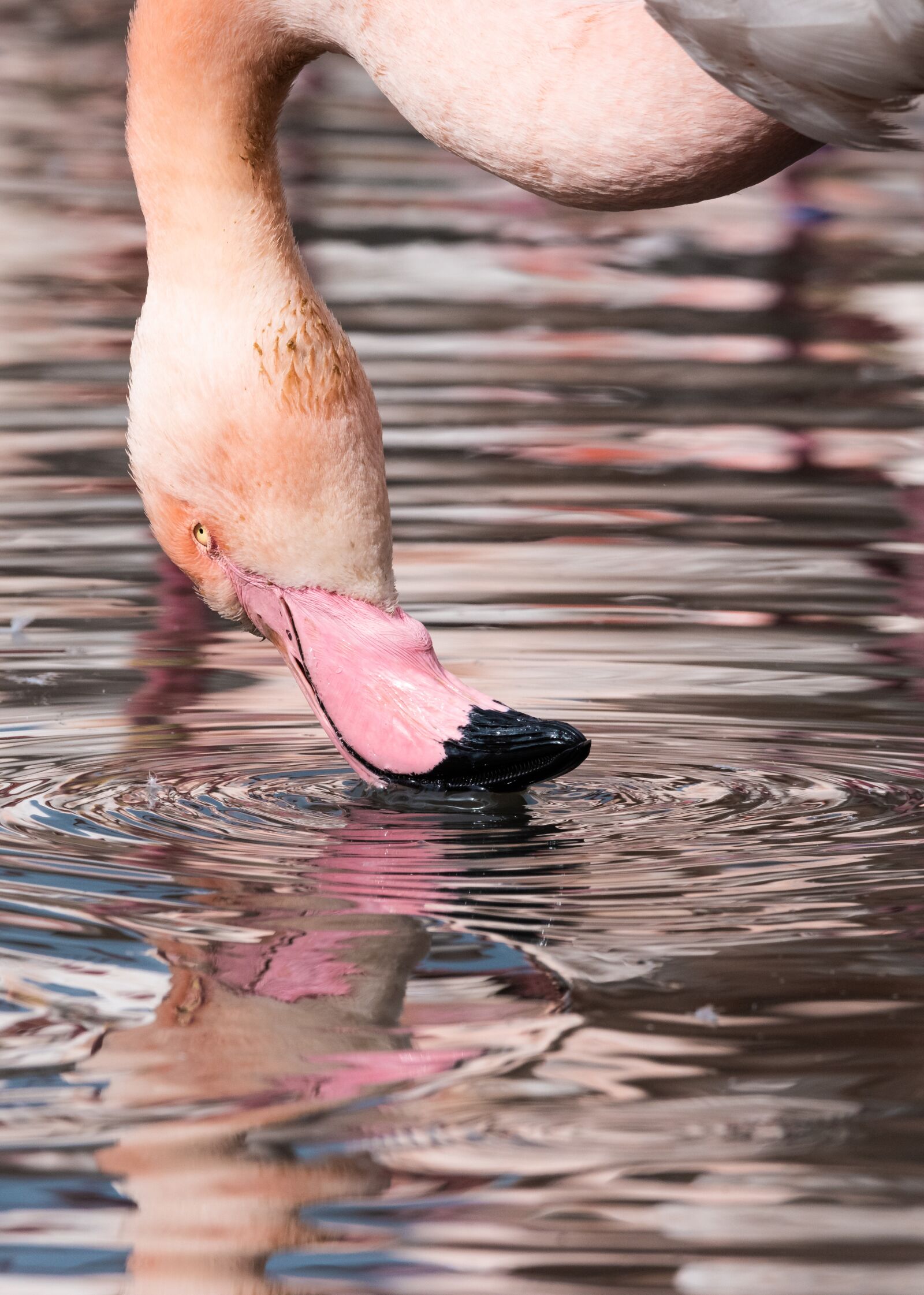 Nikon D810 sample photo. Flamingo, pink, bird photography