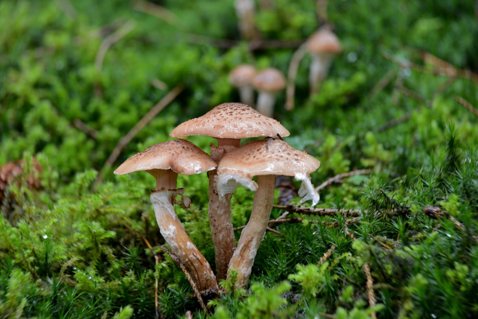 Nikon D600 sample photo. Mushrooms, moss, forest floor photography