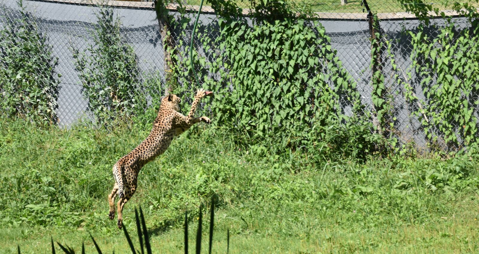 Nikon D3400 sample photo. Cheetah, jump, mammal photography