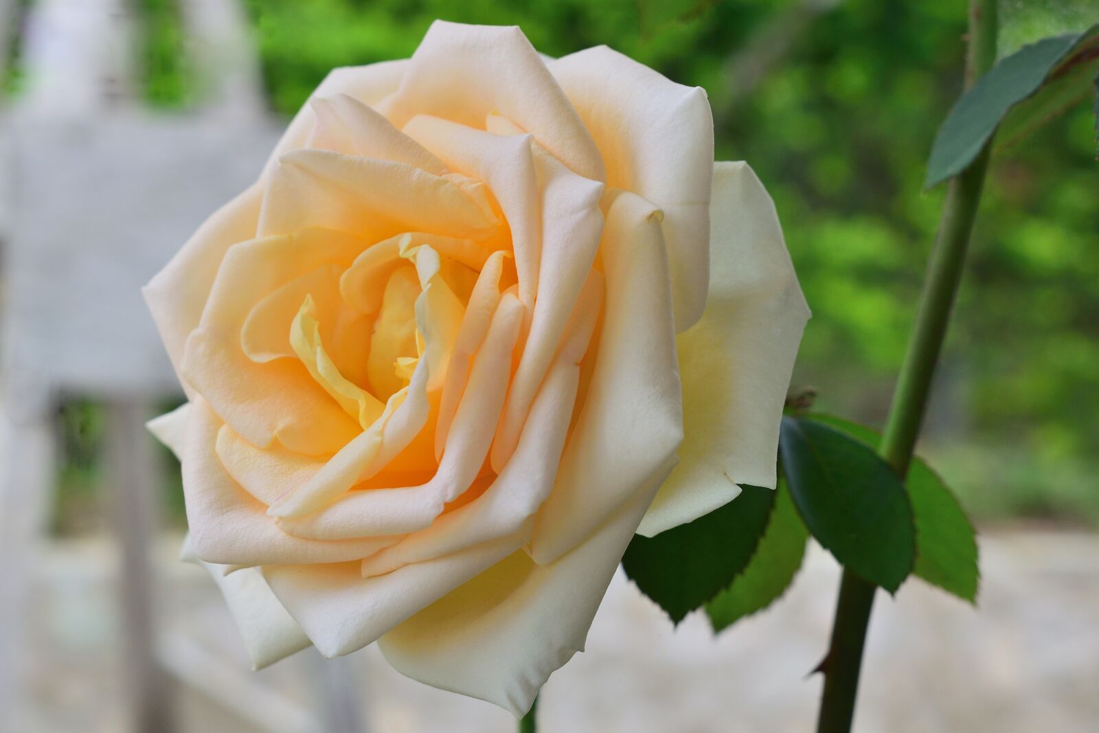 Nikon D5300 sample photo. Rosa, flowers, petal photography